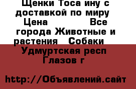 Щенки Тоса-ину с доставкой по миру › Цена ­ 68 000 - Все города Животные и растения » Собаки   . Удмуртская респ.,Глазов г.